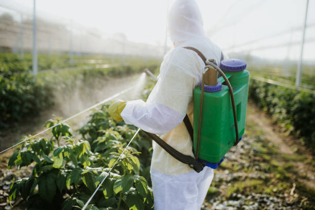Best Flea Control Services  in Auburn, WA